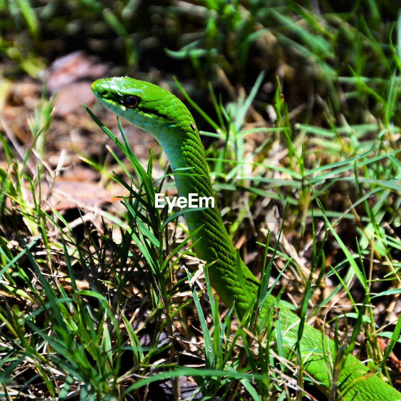 green, grass, animal themes, animal, one animal, animal wildlife, plant, wildlife, reptile, nature, no people, jungle, wall lizard, lawn, land, rainforest, day, lizard, snake, close-up, outdoors, growth, leaf, beauty in nature, environment, forest, flower, animal body part, field, focus on foreground, macro photography