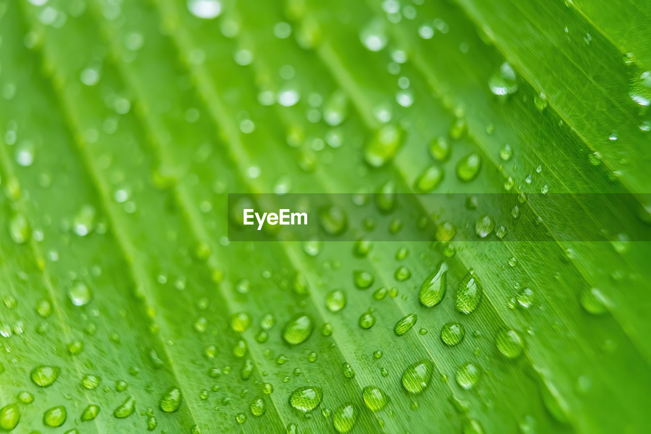 Macro closeup of beautiful fresh green leaf with drop of water after the rain in morning sunlight 