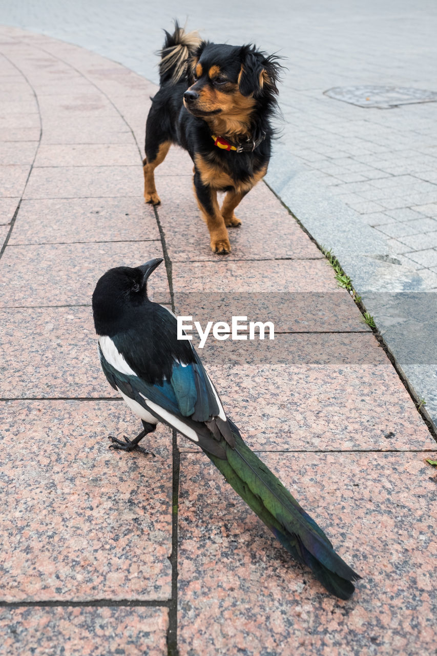 Dog standing by bird on footpath