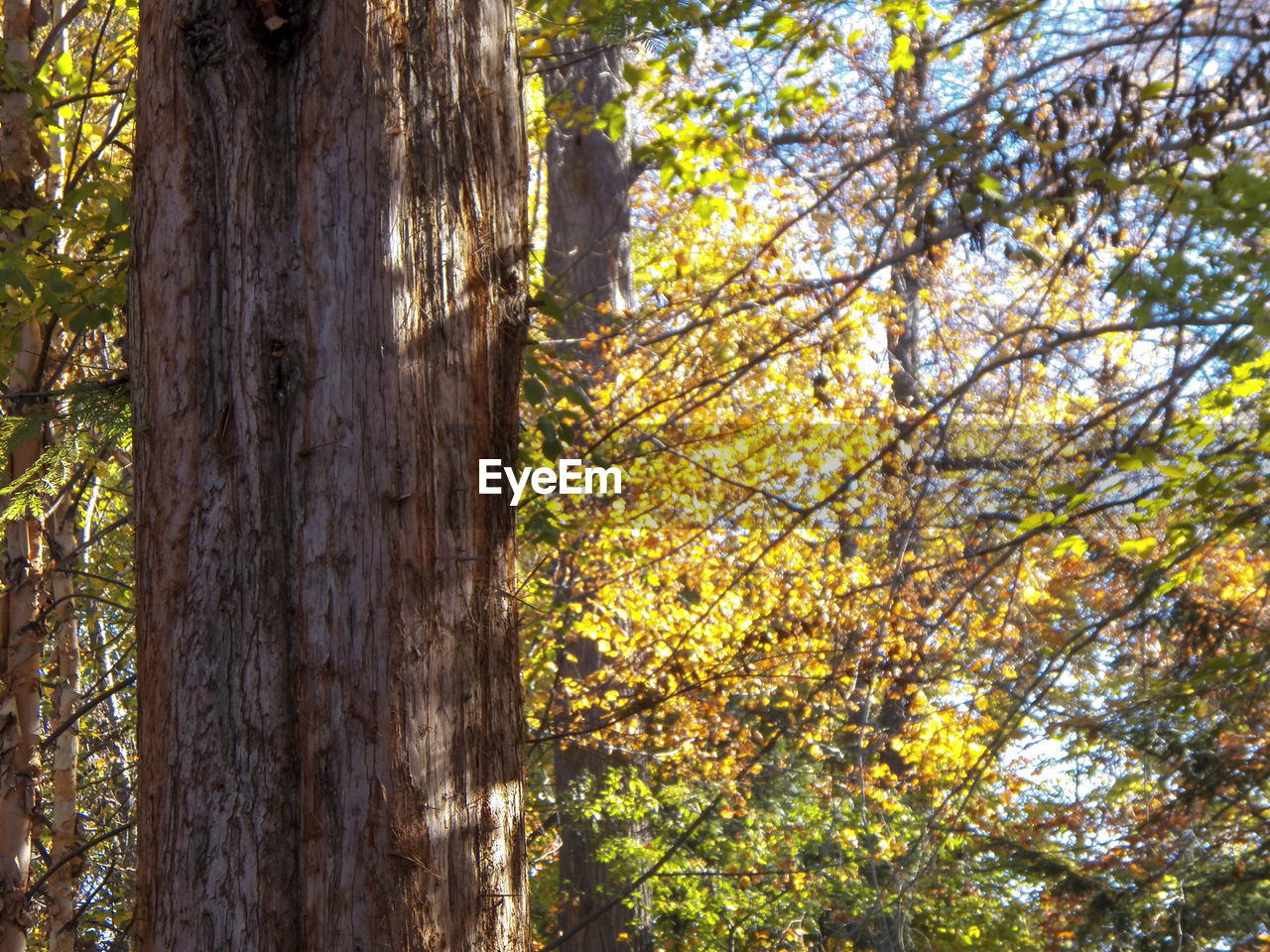 CLOSE-UP OF TREE TRUNK IN AUTUMN