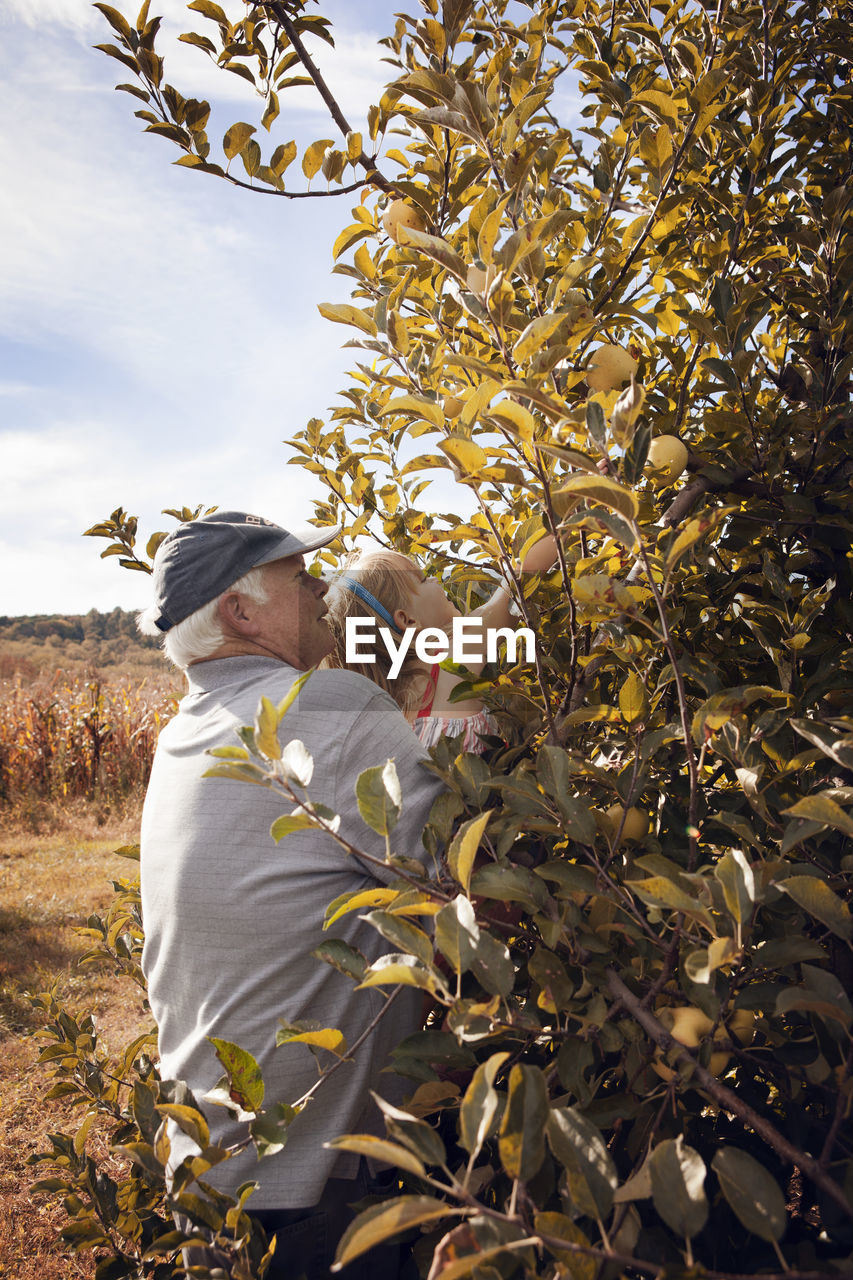 Grandfather assisting granddaughter for picking apple in orchard