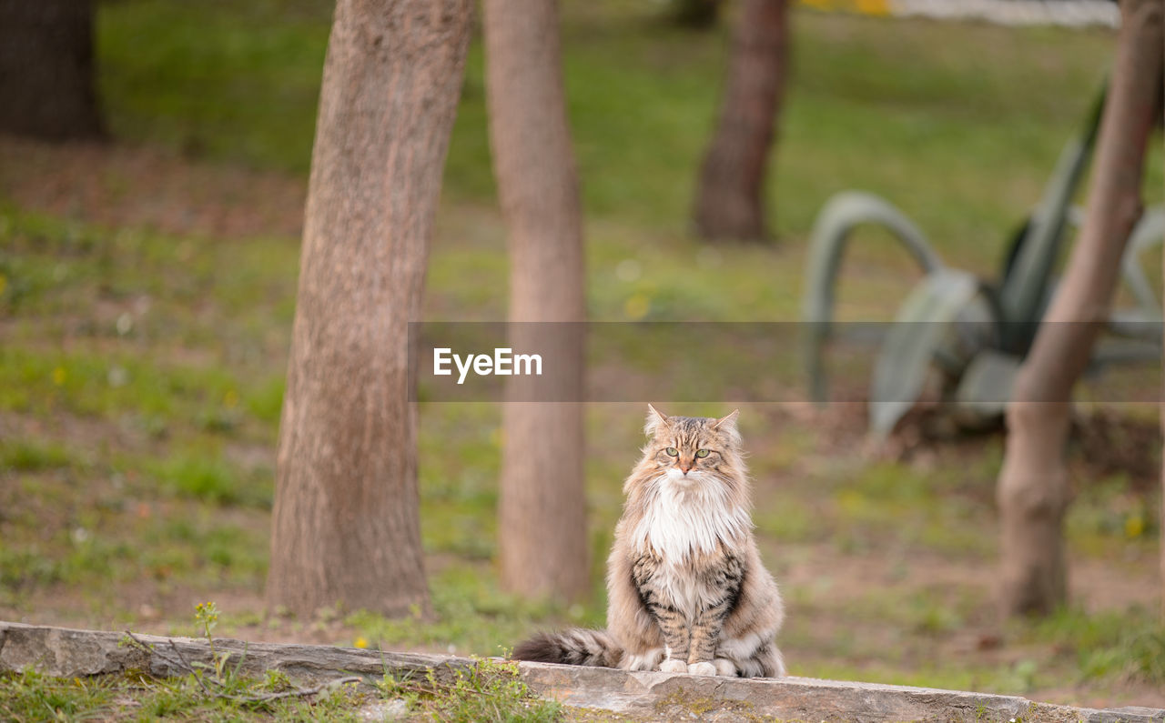 Cat on field in park