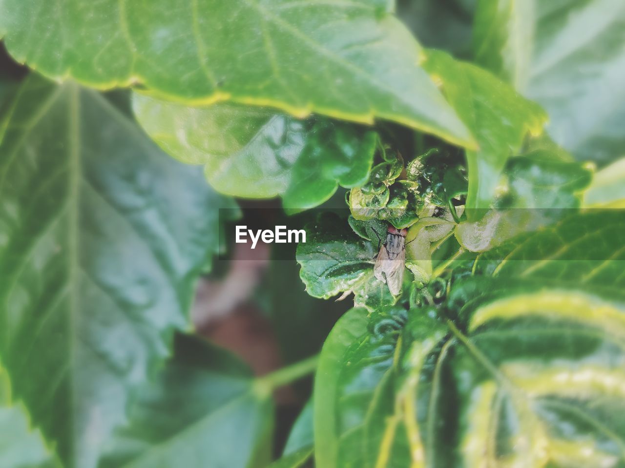 INSECT ON LEAF