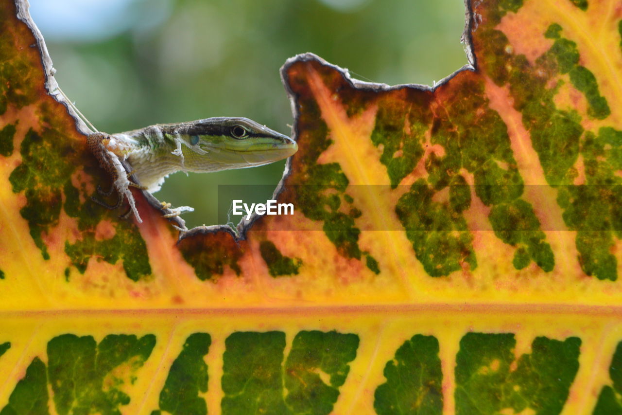 Close-up of lizard on leaf