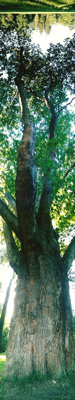 LOW ANGLE VIEW OF TREES AGAINST SKY