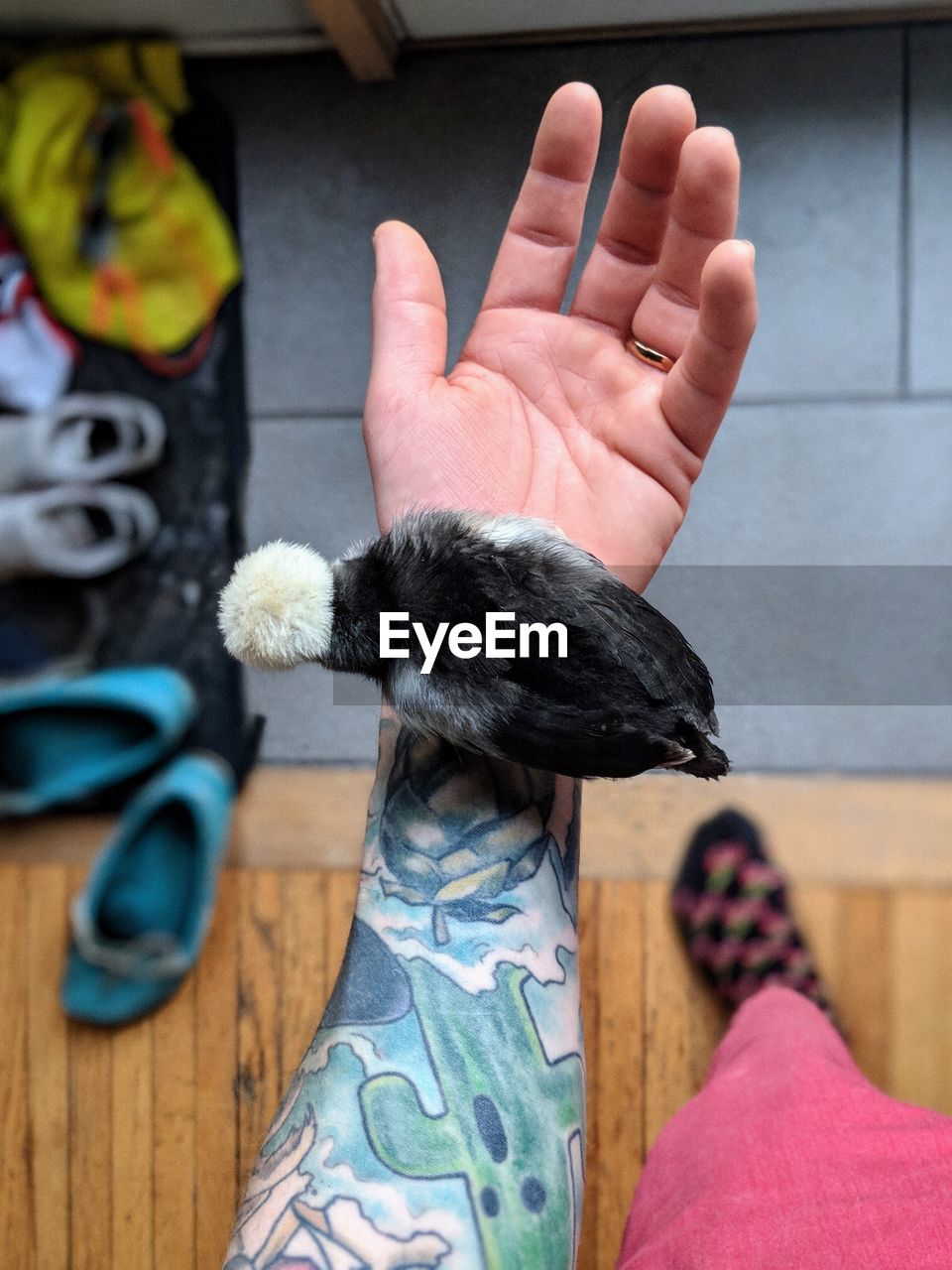 Cropped hand of woman with bird