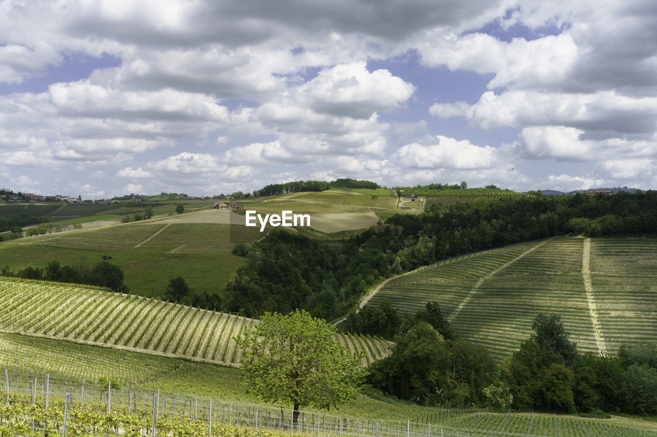 SCENIC VIEW OF FARMS AGAINST SKY