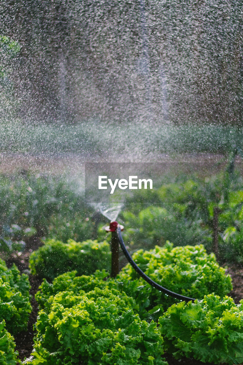 Scenic view of irrigation over vegetables 