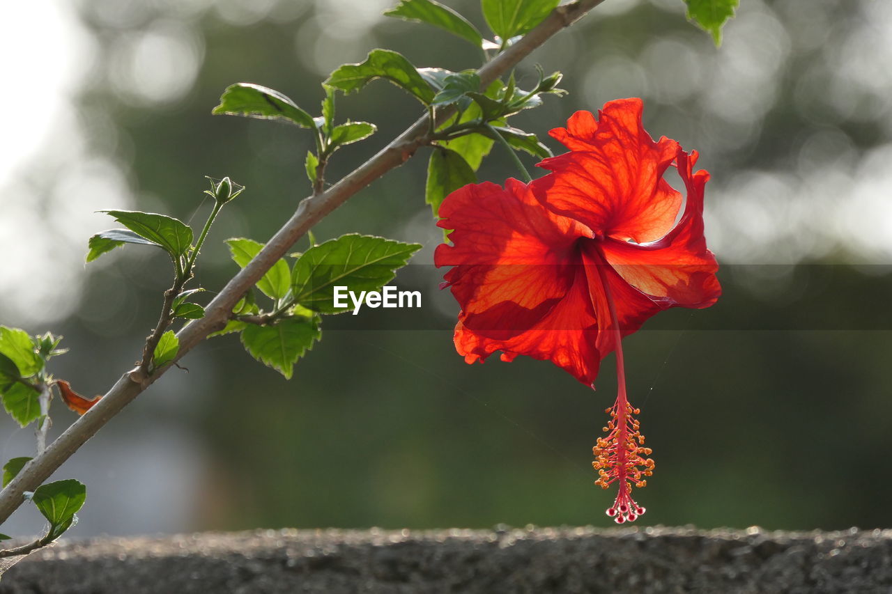 CLOSE-UP OF RED HIBISCUS AGAINST BLURRED BACKGROUND