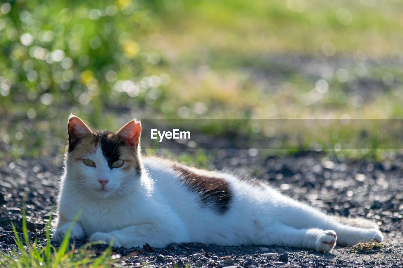 PORTRAIT OF A CAT LYING ON LAND