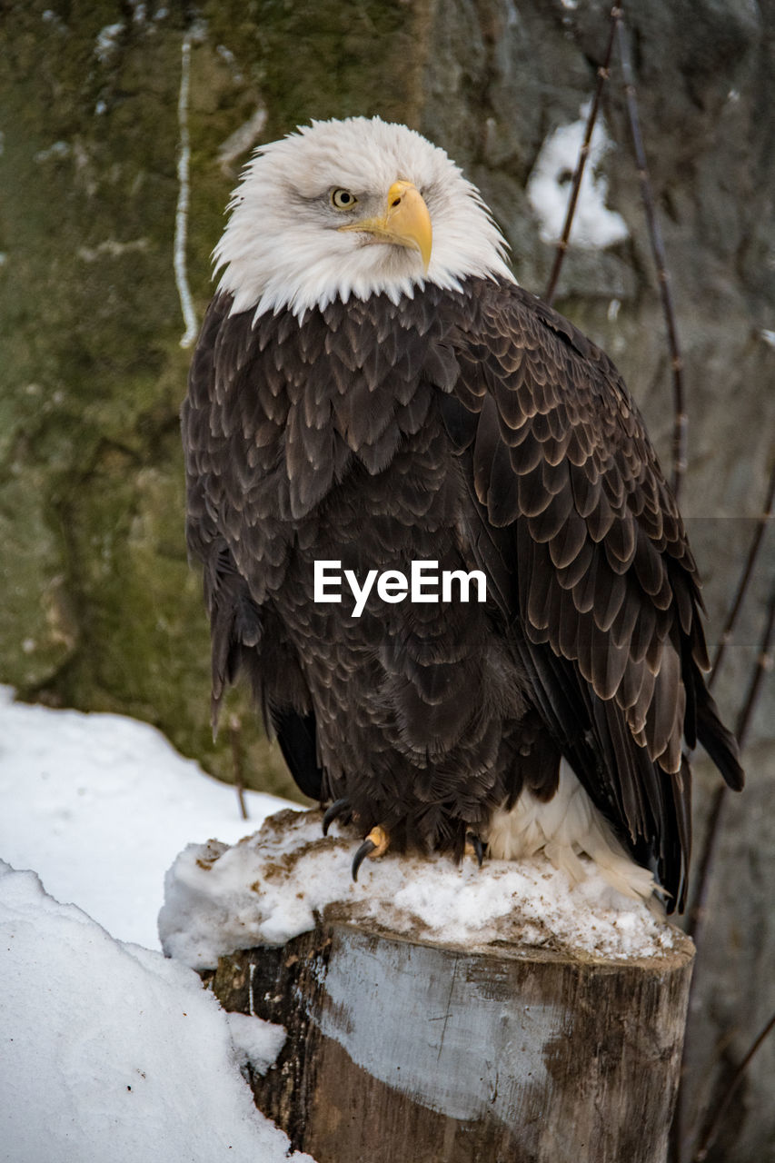 Close-up of eagle perching on snow