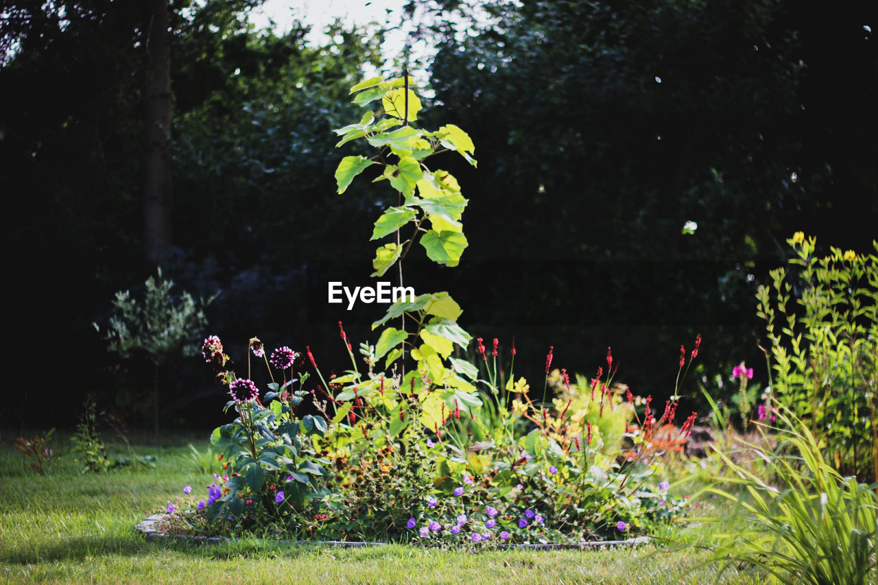 SCENIC VIEW OF FLOWERING PLANTS ON LAND