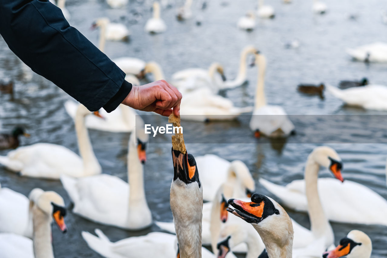 Close-up of swan on water eating from human hands 