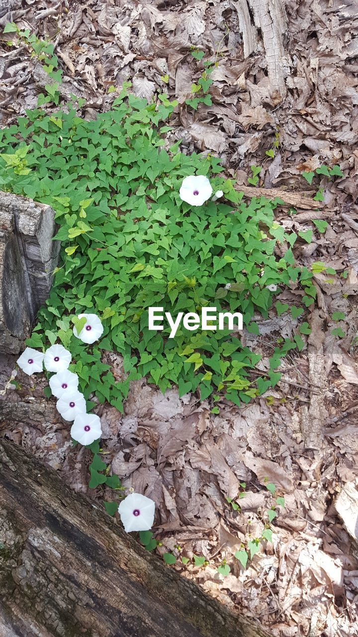 HIGH ANGLE VIEW OF PLANT GROWING ON STONE WALL