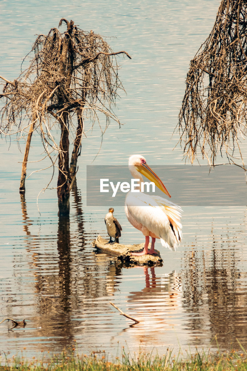 bird, animal themes, animal, animal wildlife, water, wildlife, lake, reflection, nature, group of animals, no people, plant, day, two animals, water bird, outdoors, tree, beauty in nature, wetland, stork