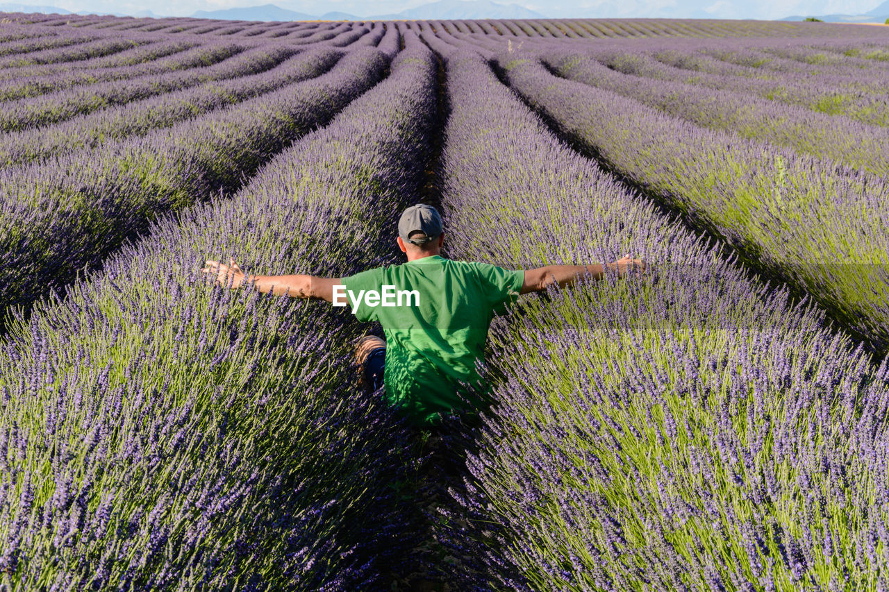 Rear view of man with arms outstretched sitting on lavender field