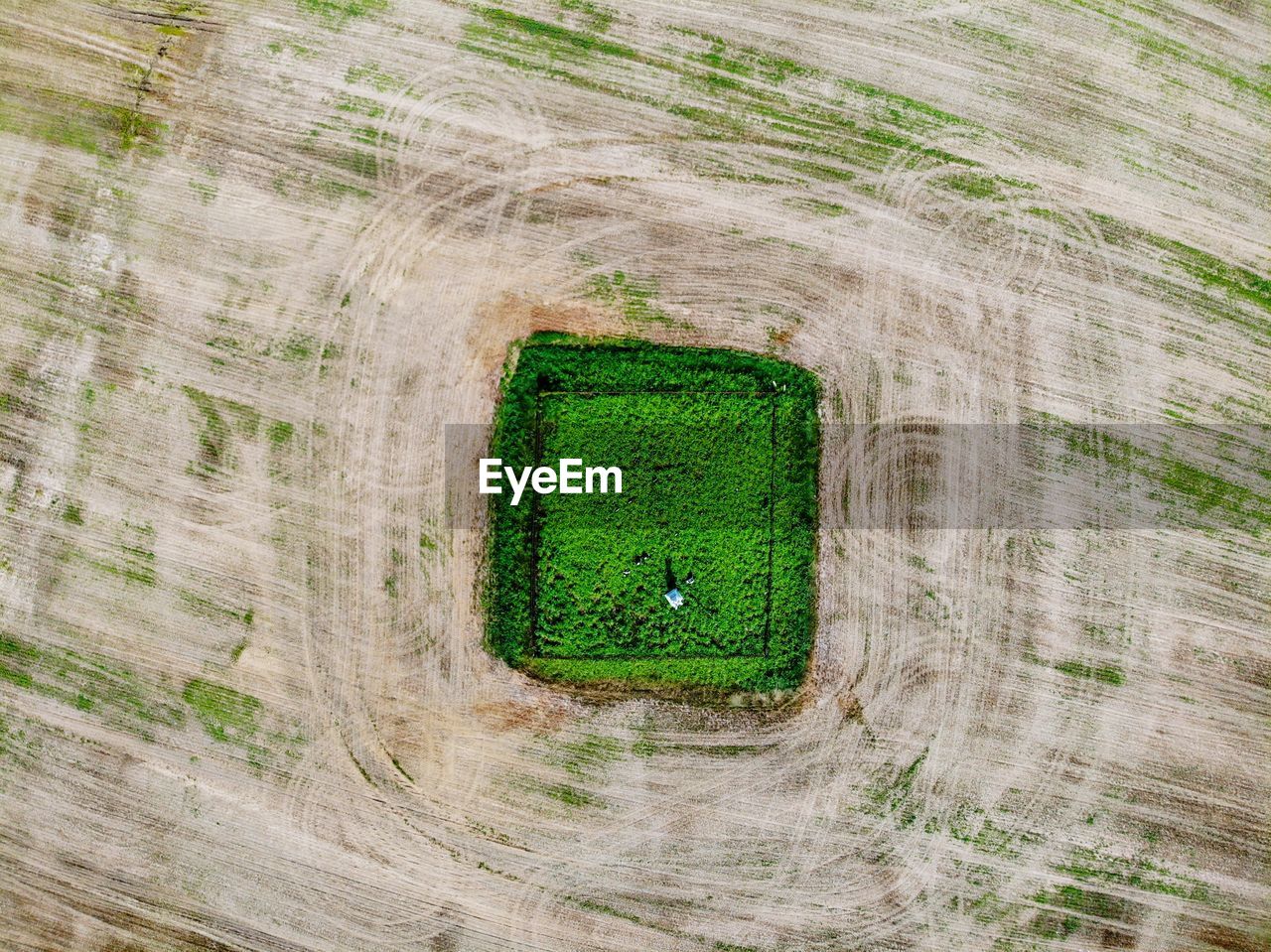 High angle view of green plant on field