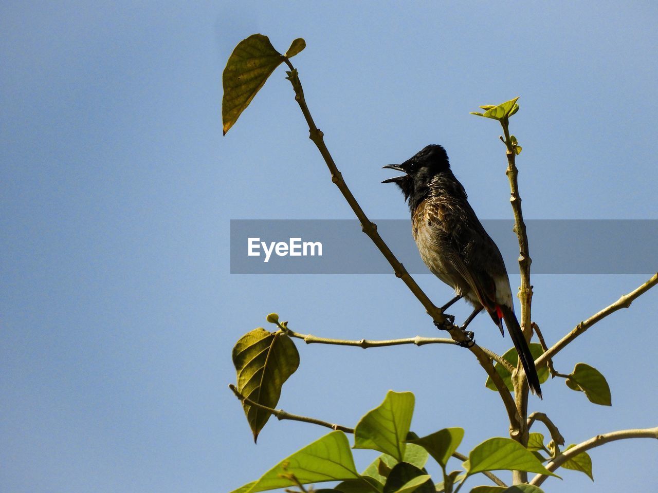 Low angle view of bird perching on plant against sky