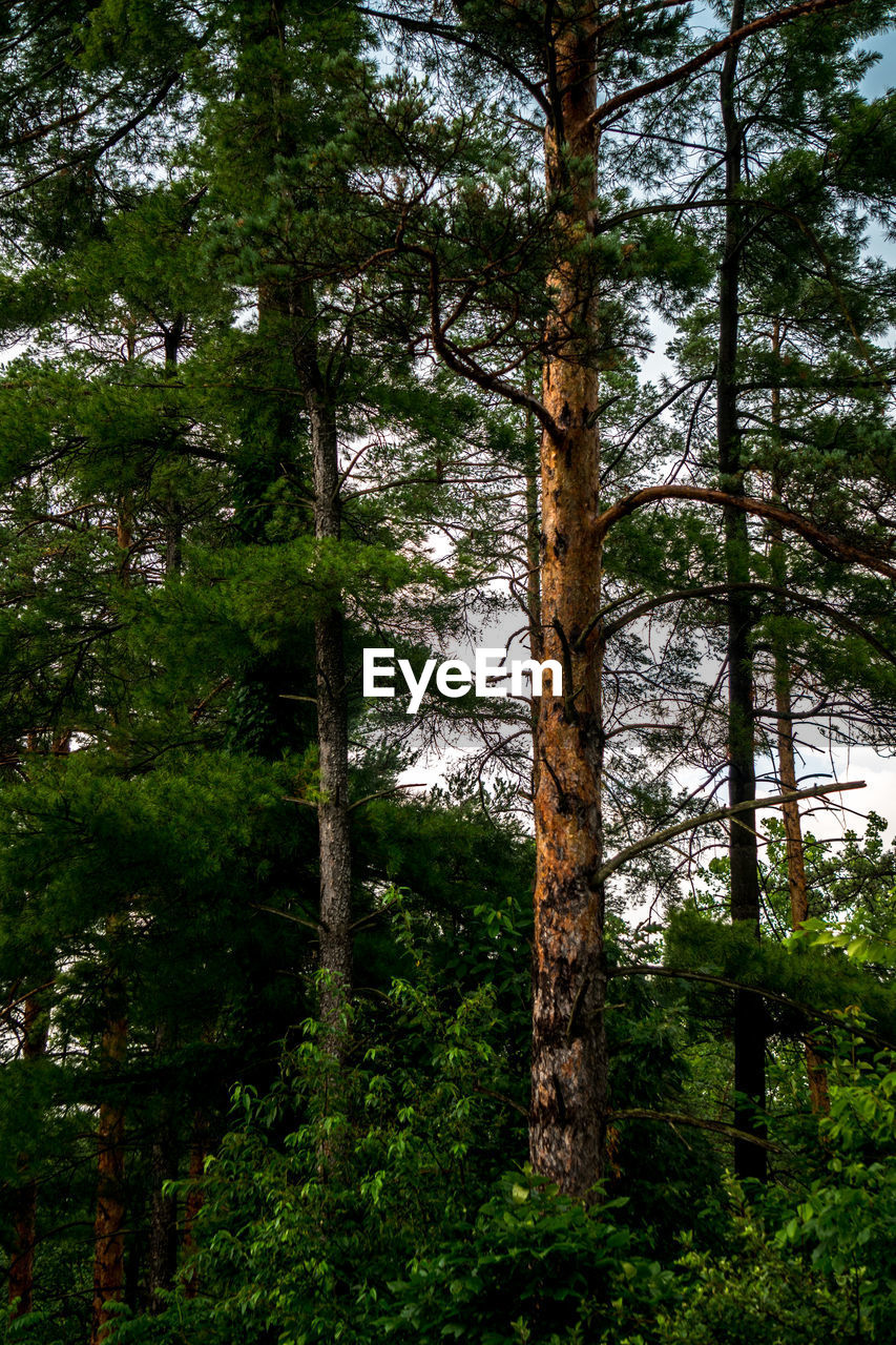 Low angle view of trees in forest