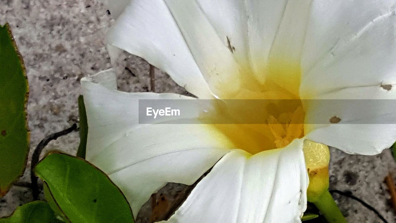 CLOSE-UP OF WHITE DAY LILY