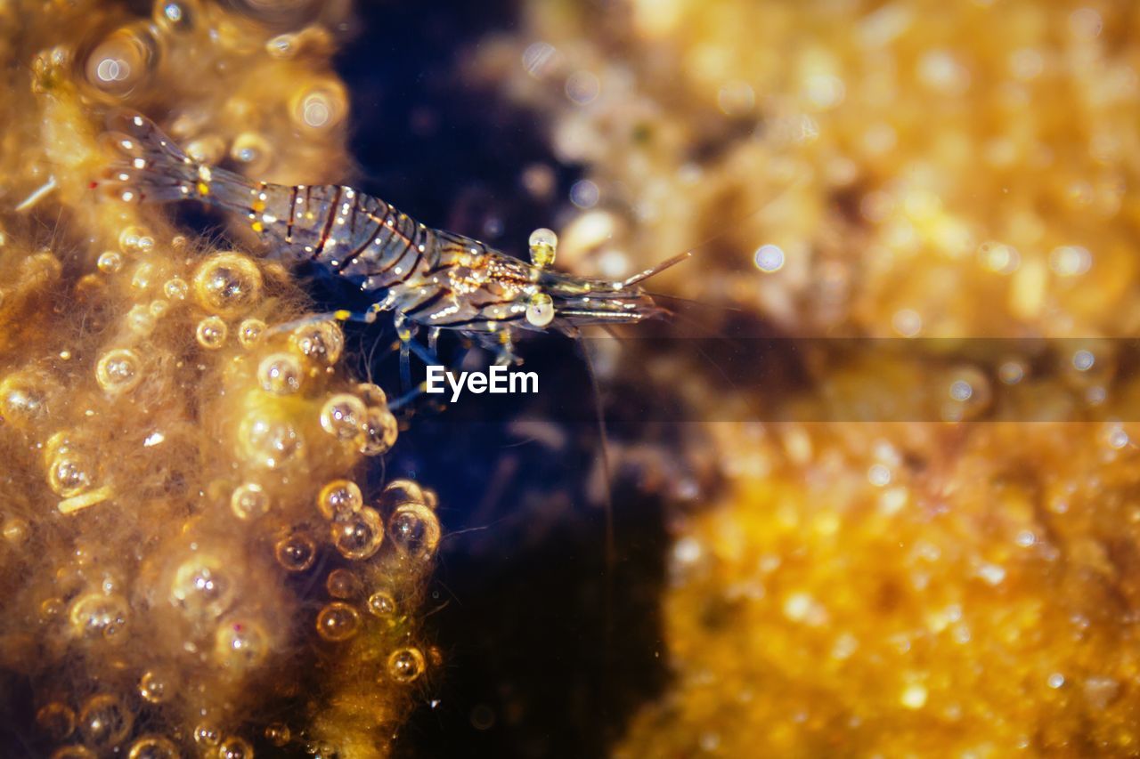 High angle view of fish swimming in sea