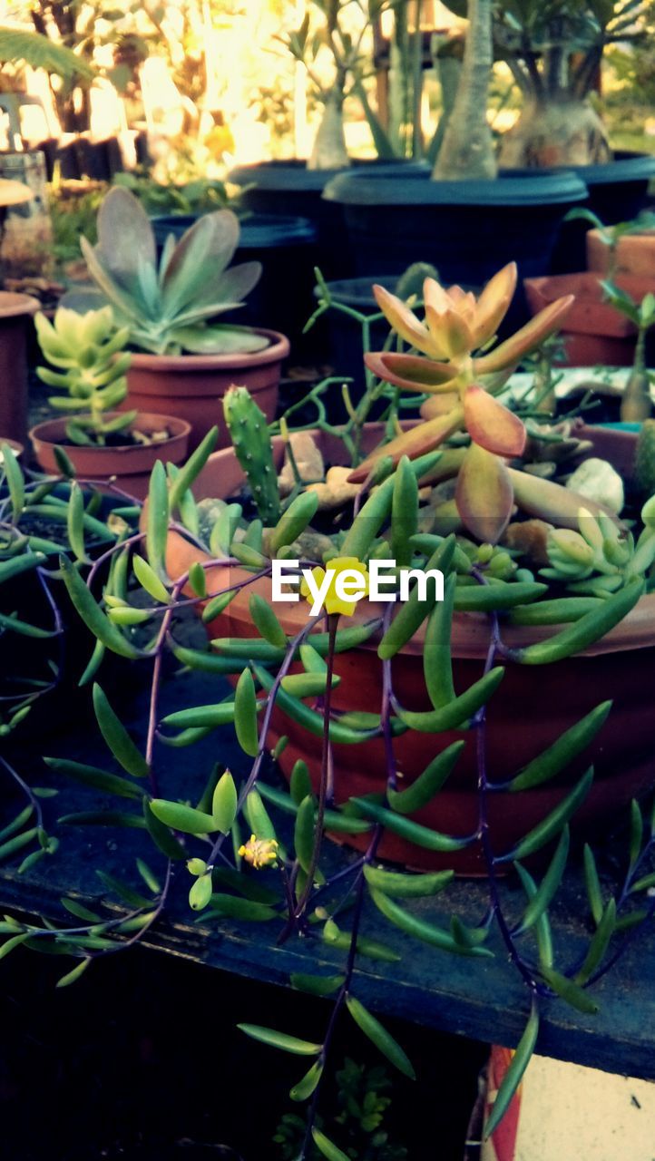 CLOSE-UP OF POTTED PLANTS