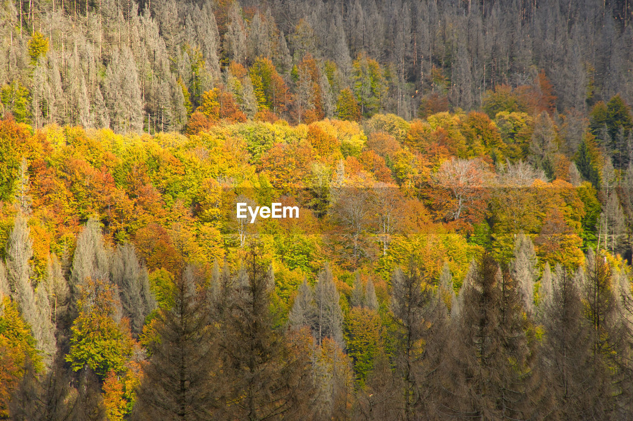 Colorful forrest area