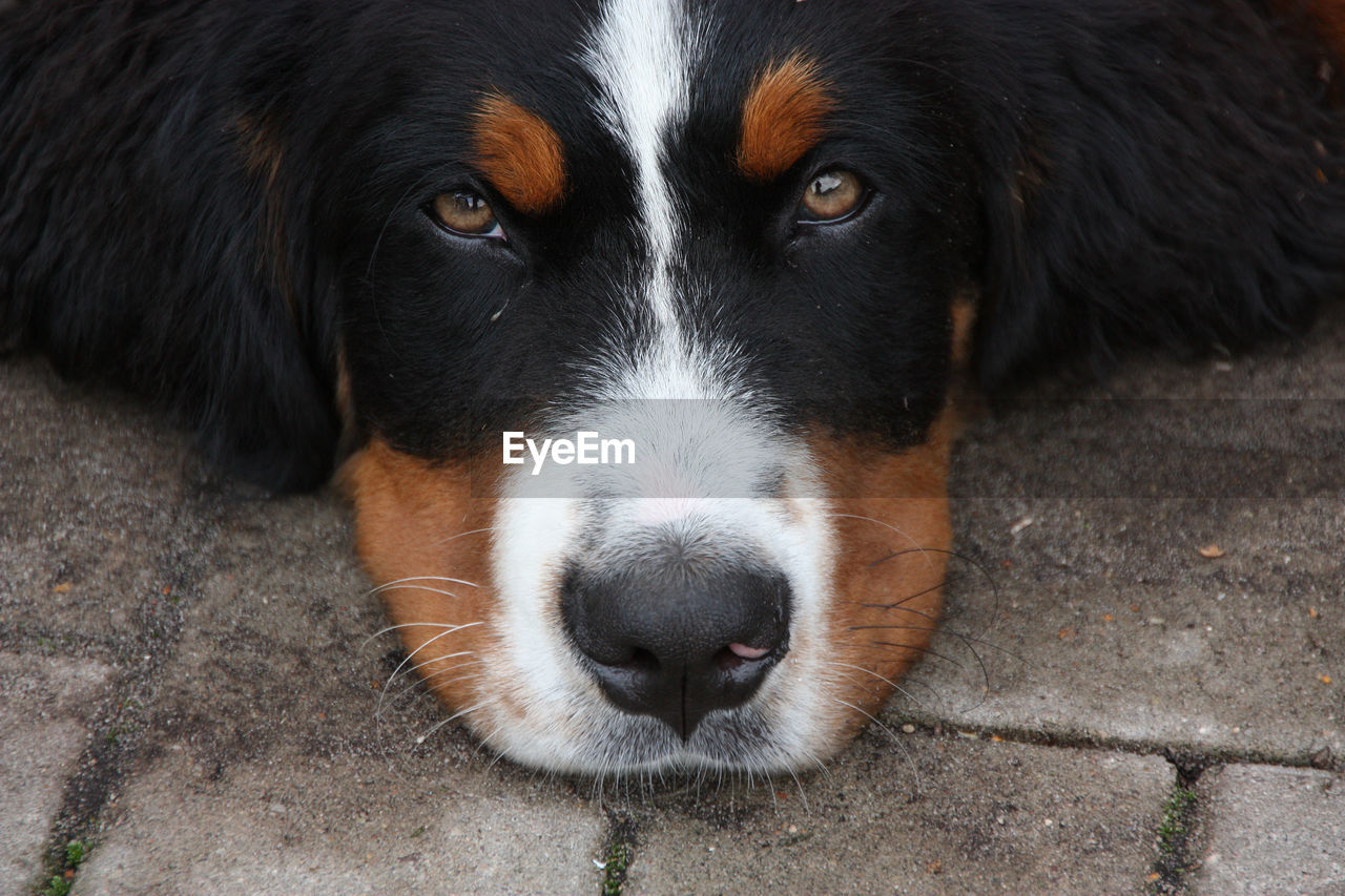 Close-up of a dog