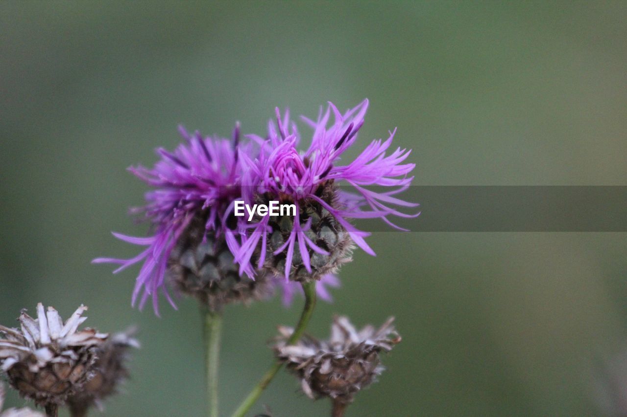 CLOSE-UP OF PURPLE FLOWERS