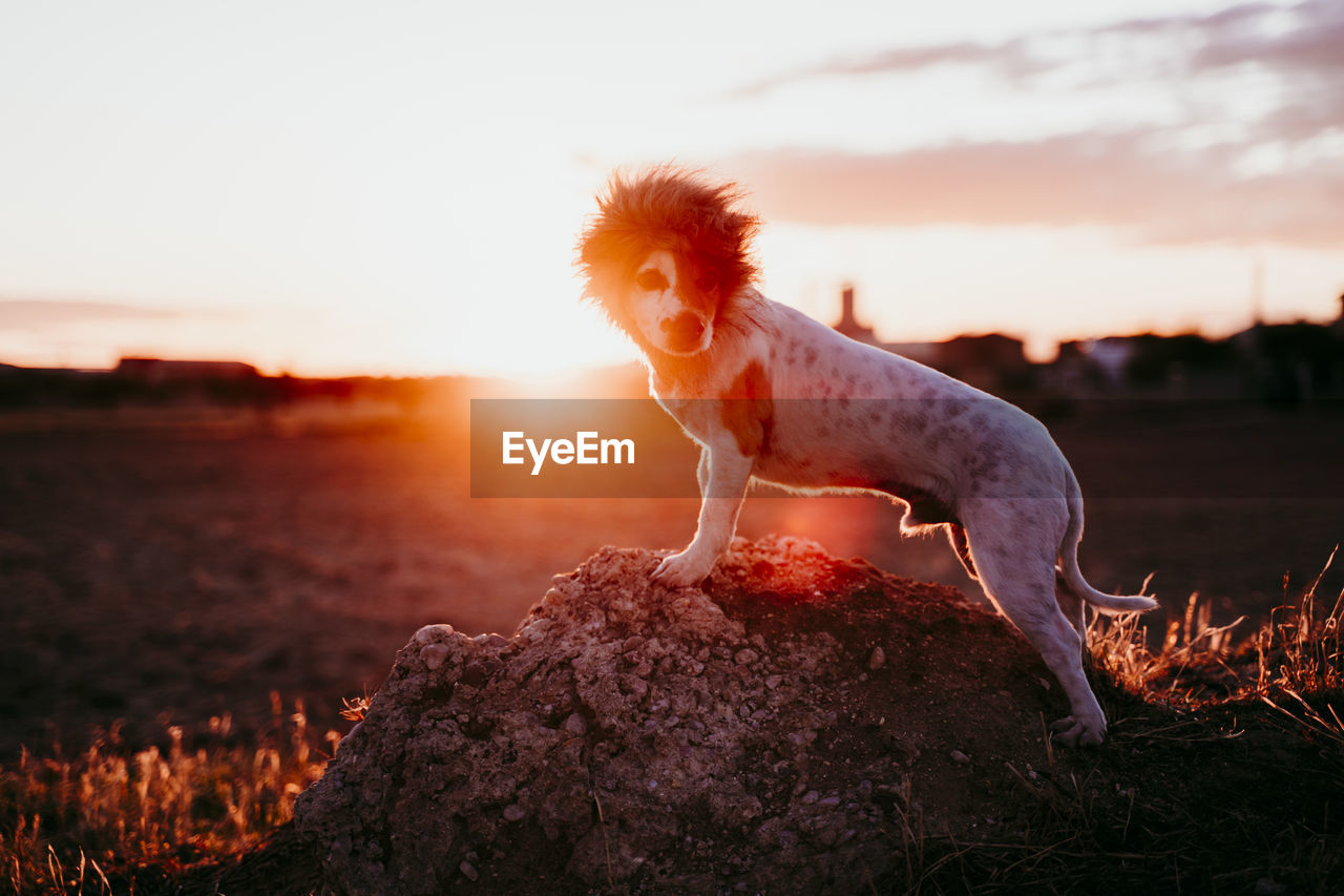 DOG LOOKING AWAY AT SUNSET