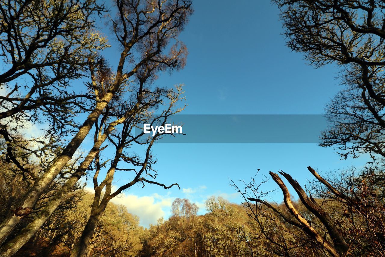 Low angle view of trees against clear sky