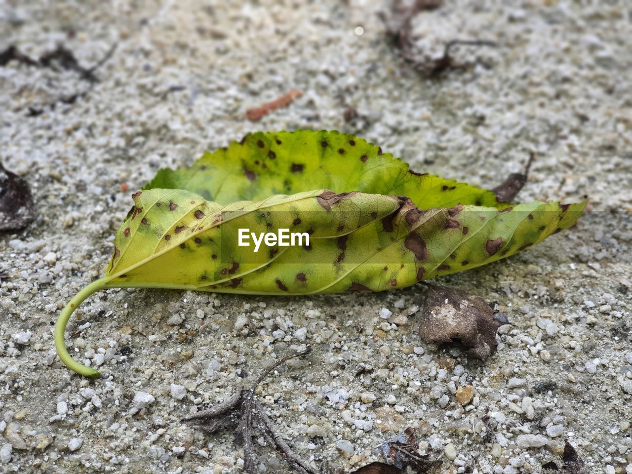 CLOSE-UP OF BANANA LEAF ON LAND