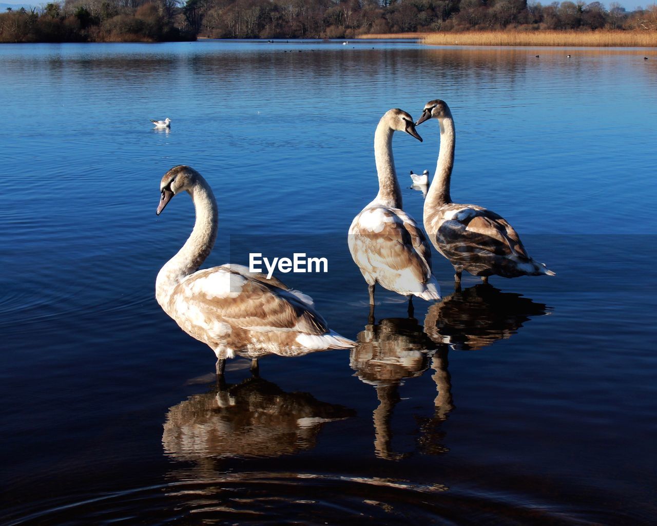 Swans standing in lake