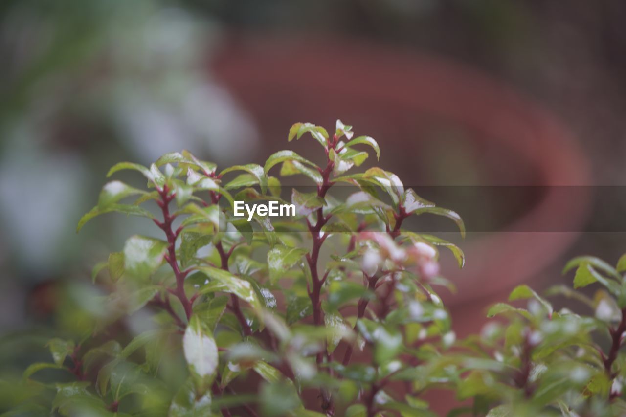 Close-up of fresh green plant