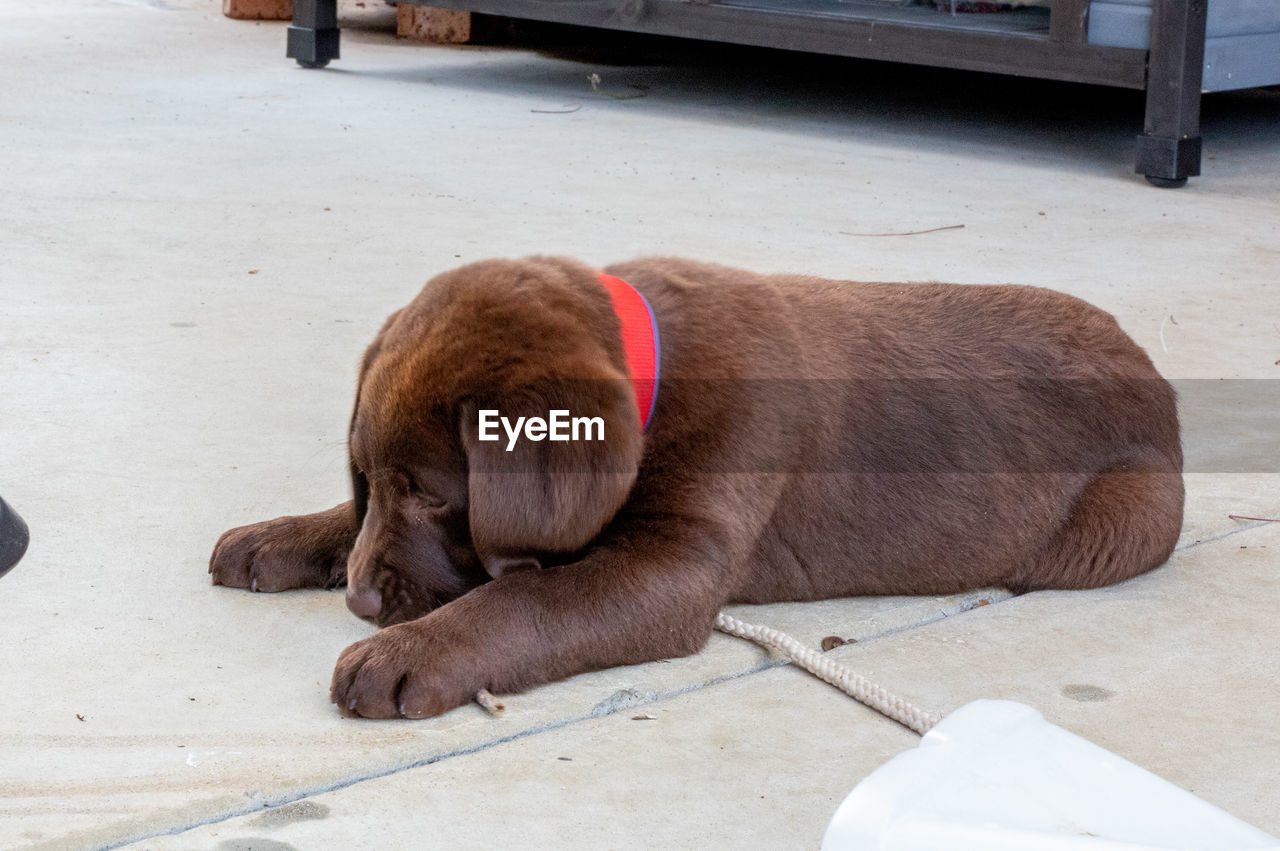 Close-up of a dog sleeping on footpath