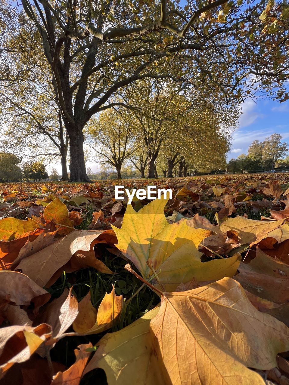 AUTUMN LEAVES ON TREE TRUNK