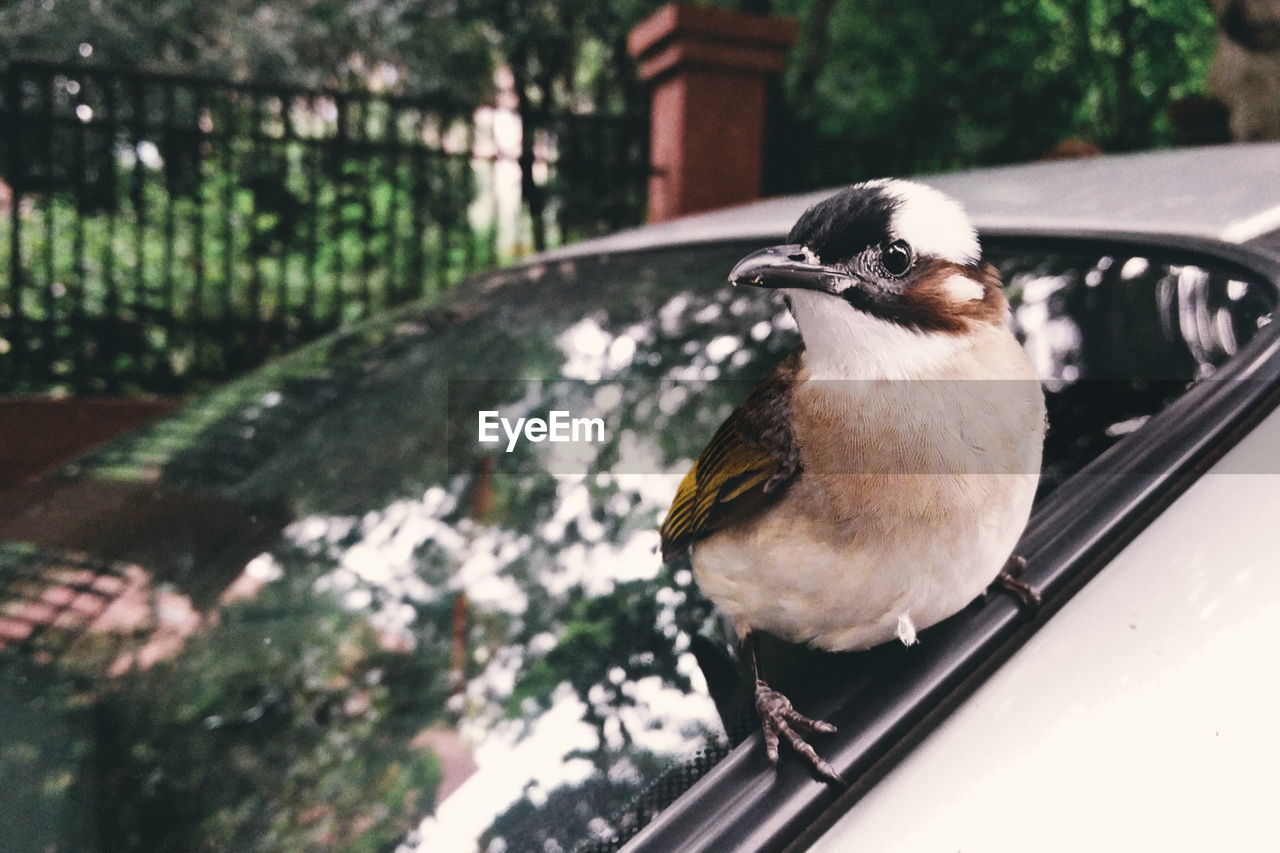 Close-up of bird perching on car