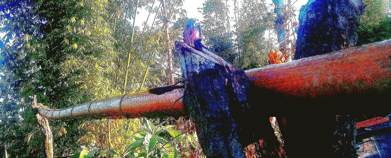 CLOSE-UP OF TREE IN FOREST