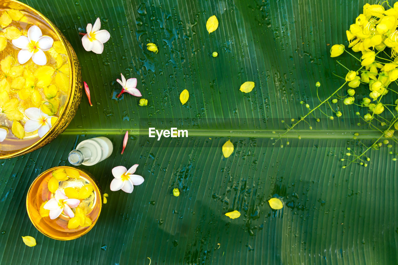 DIRECTLY ABOVE SHOT OF YELLOW FLOWERING PLANTS IN CONTAINER