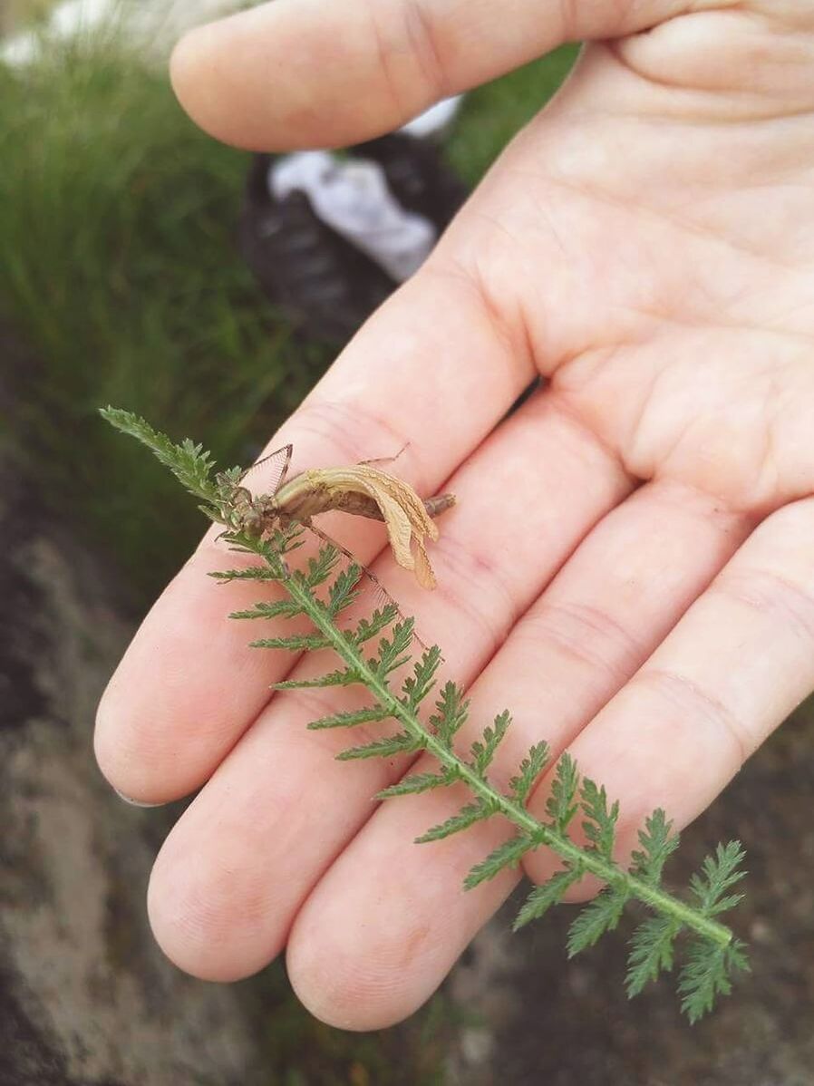 CLOSE-UP OF HAND HOLDING INSECT ON FINGER