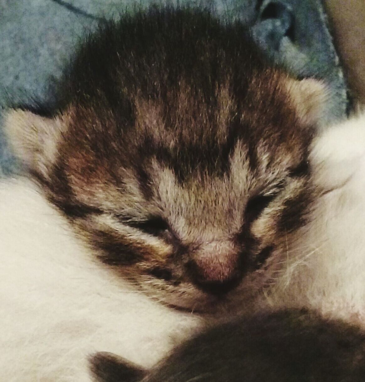 CLOSE-UP OF CAT SLEEPING ON COUCH