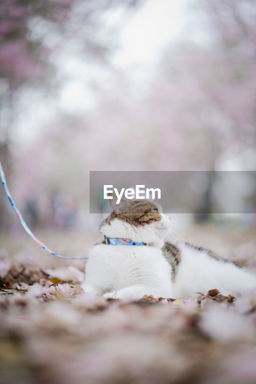 White brown scottish cat travel outdoor with pink flower in springtime season