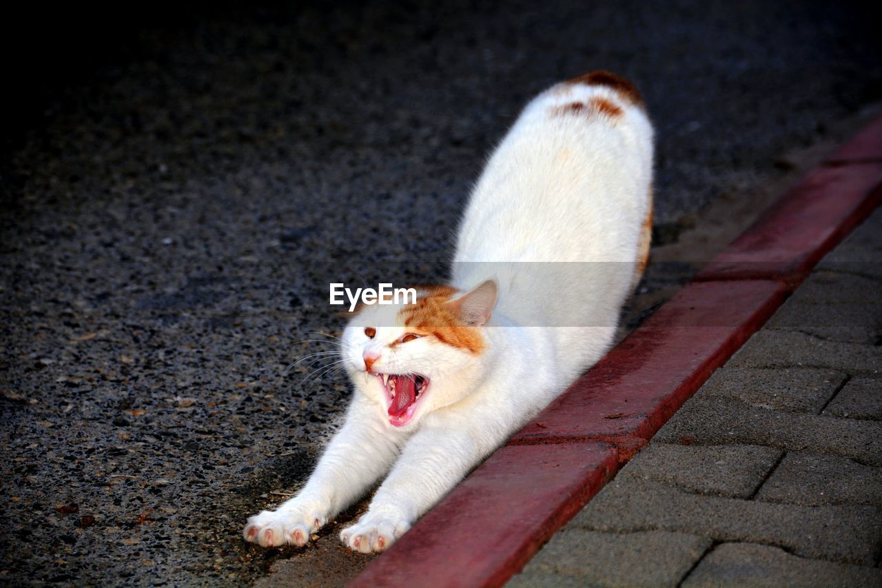 High angle view of cat yawning on road