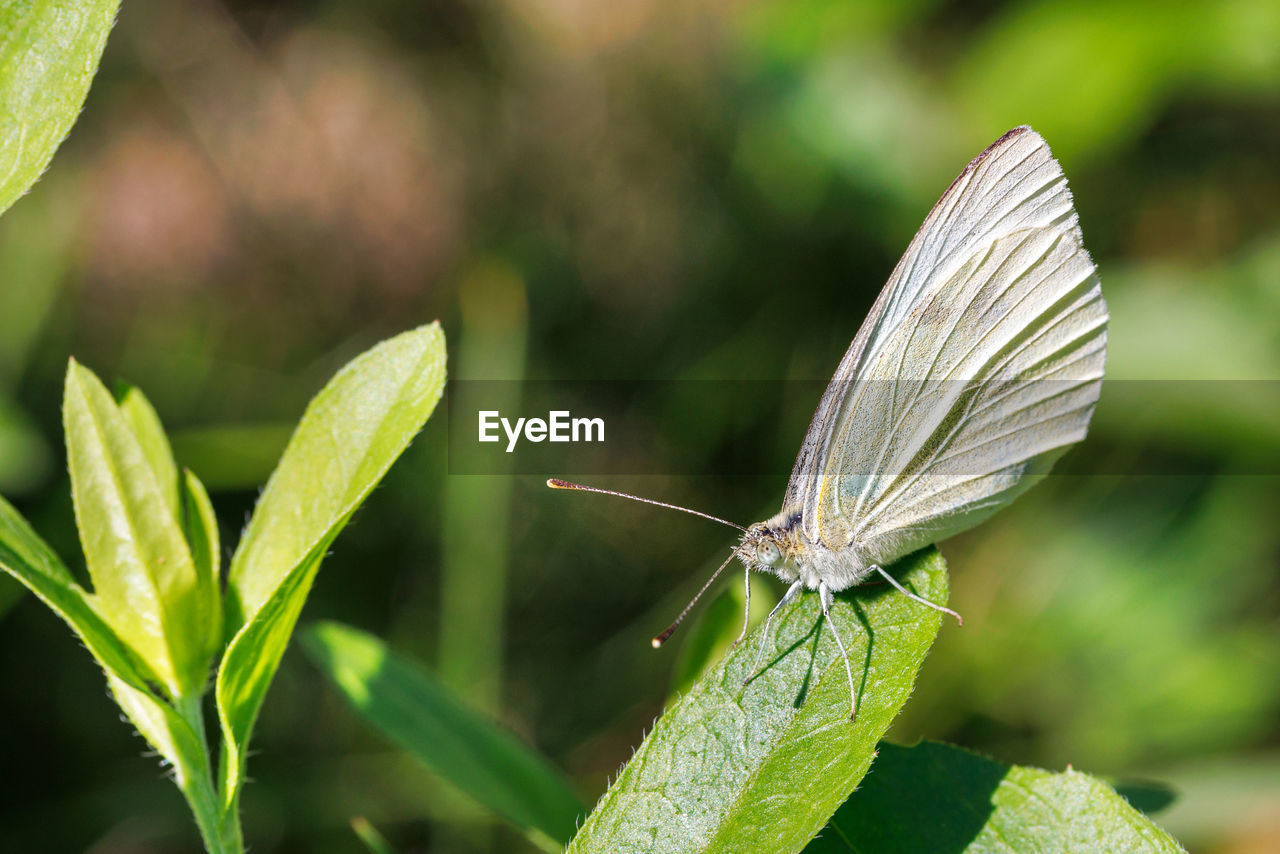 insect, animal, animal wildlife, animal themes, animal wing, nature, wildlife, one animal, beauty in nature, leaf, plant, plant part, butterfly, green, macro photography, close-up, moths and butterflies, animal body part, flower, focus on foreground, macro, environment, no people, summer, outdoors, freshness, perching, fragility, full length, food, side view, magnification, social issues, flowering plant, day, environmental conservation