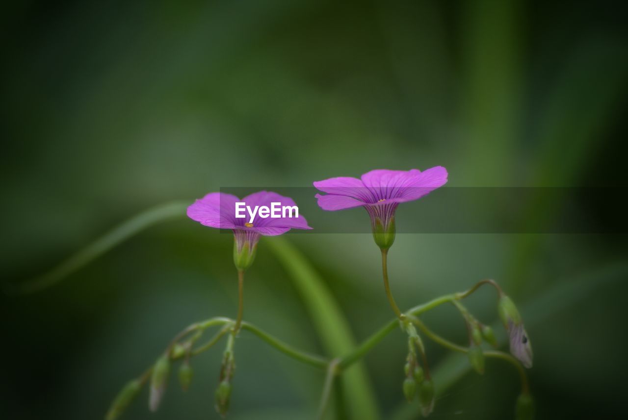 Close-up of purple flowers