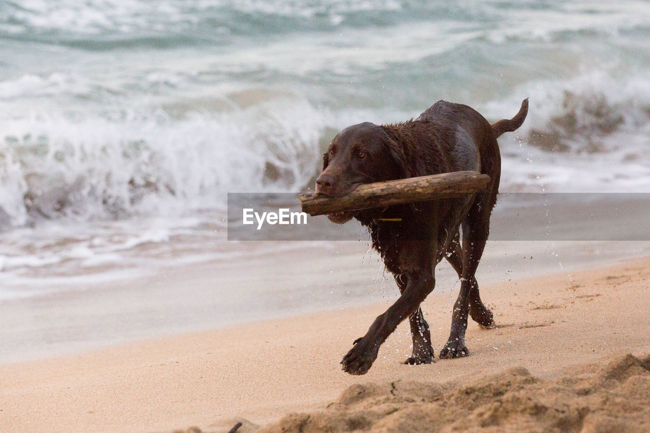 Dog running on beach with stick in mouth.