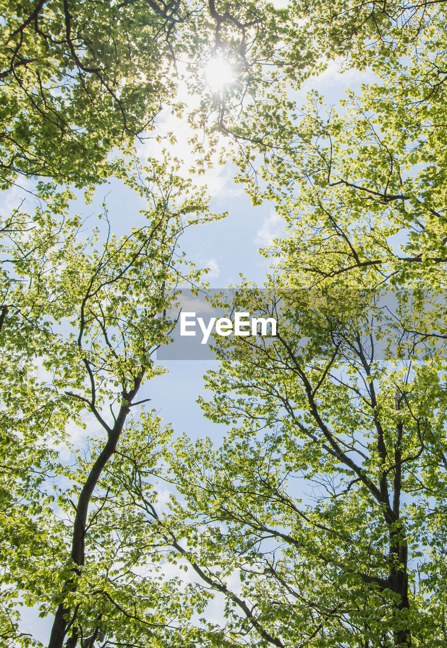 Low angle view of tree canopy against sky