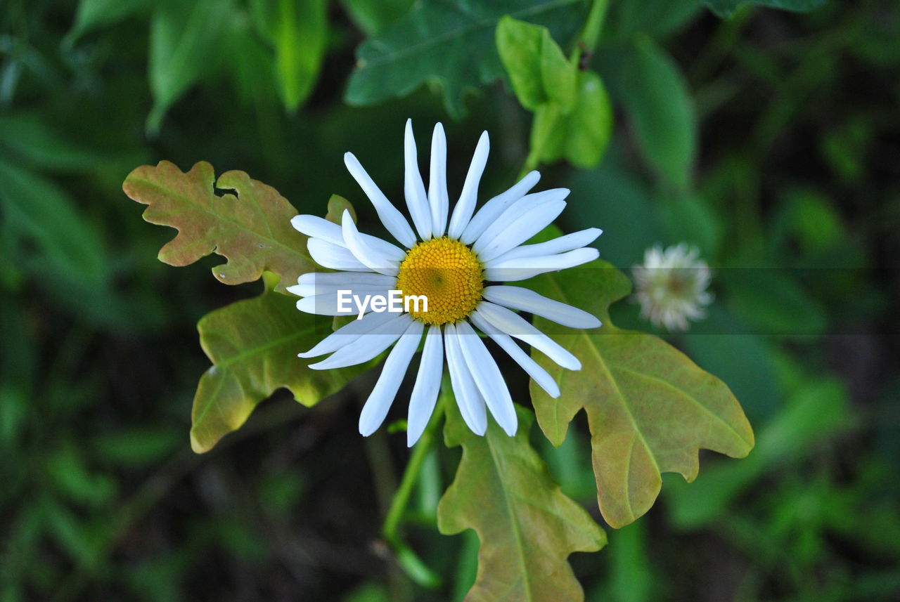 CLOSE-UP OF FLOWER BLOOMING