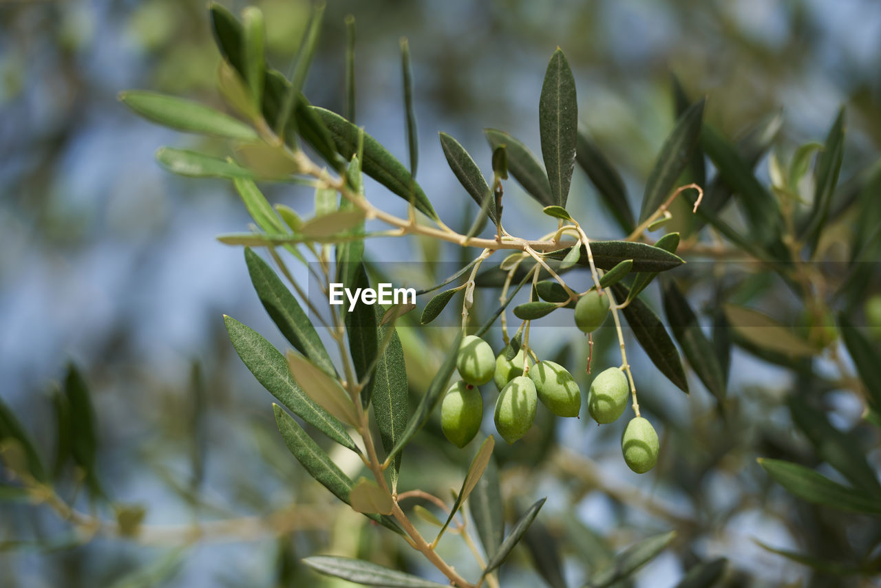 Branch with young green olives at the of ripening