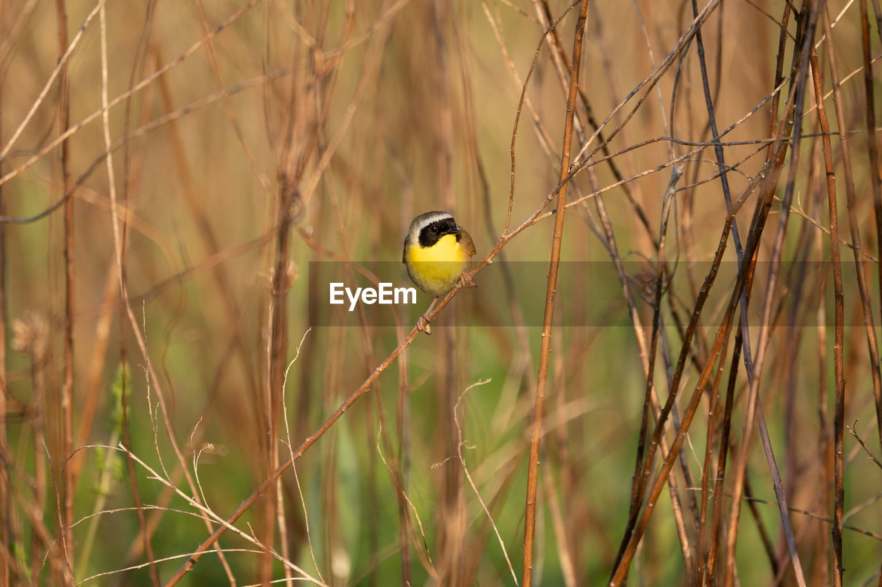 A common yellow throat warbler perched on a grass stem.